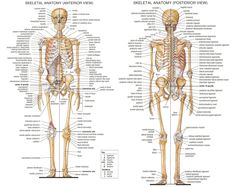 the human skeleton and its major skeletal systems are shown in this diagram, with labels on each