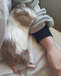 a ferret is sleeping on top of someone's arm while wrapped in a blanket