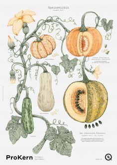 an illustration of pumpkins and gourds on a vine with leaves, flowers and seeds