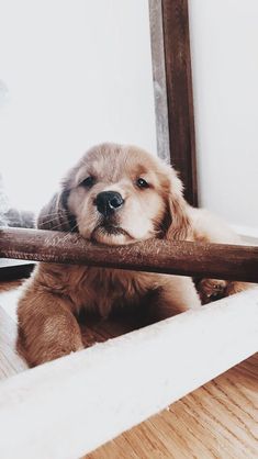 a dog is laying on the floor with a stick in it's mouth and looking at the camera