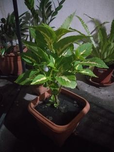 several potted plants are sitting on the ground