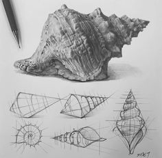 pencil drawings of seashells and shells