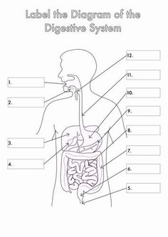 worksheet Digestive System Diagram, Digestive System Worksheet, Human Body Worksheets, Biology Diagrams, Human Biology, Heart Lungs, Human Digestive System, Sistem Pencernaan, Biology Worksheet