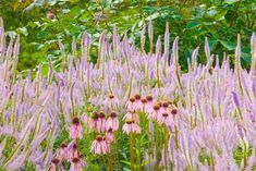 purple flowers are in the middle of a field