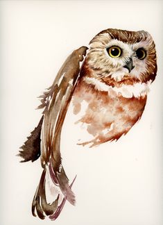 an owl is shown in this watercolor painting