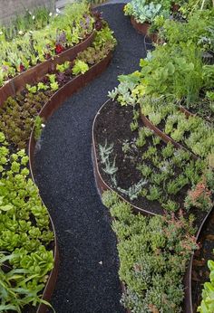 a garden filled with lots of different types of plants