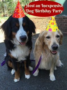 two dogs sitting next to each other wearing party hats