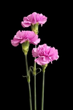 three pink carnations are in a vase on a black background with green stems