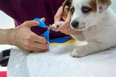 a dog is being examined by a veterinator