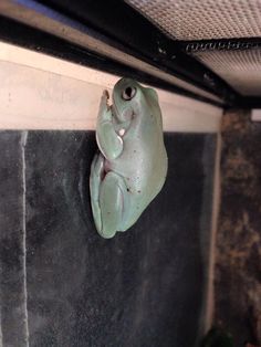 a green frog figurine hanging from the side of a wall