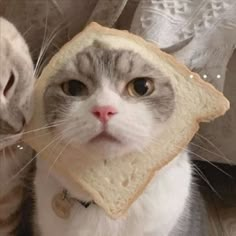 a cat with a slice of bread on it's face