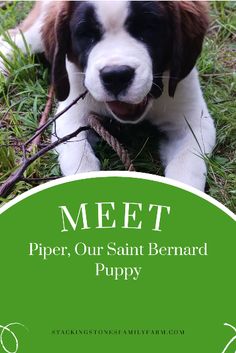 a puppy chewing on a stick with the caption meet piper, our saint bernard puppy