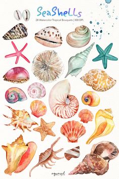 watercolor sea shells and starfishs are featured in this poster for the beach house