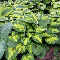 some green and yellow plants in the grass