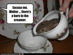 a person pouring water into a tea pot with a small rodent sticking out of it