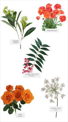 different types of flowers and leaves on a white background