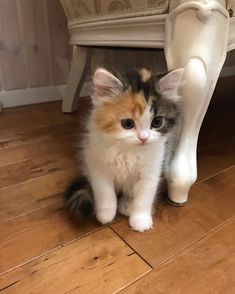 a kitten sitting under a white chair on the floor next to a wooden flooring