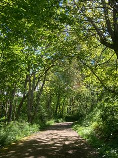 a dirt road surrounded by trees and grass