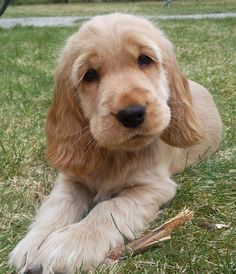 a brown and white dog laying in the grass