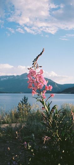 pink flowers in the foreground with mountains in the background and water in the distance