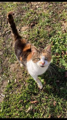 a calico cat standing on top of a grass covered field