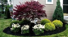 a small tree and bushes in front of a house