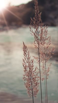 some very pretty plants by the water with sun shining in the backgrounnd