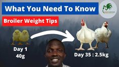 what you need to know about broiler weight tips