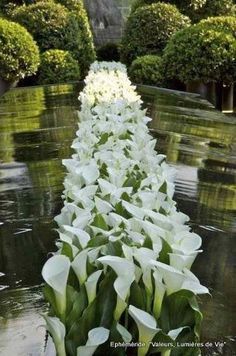 white flowers are lined up in the water