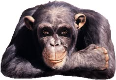 an image of a chimpan sitting down with his hands on the back of his head