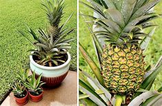 pineapples are growing in small pots on the ground and next to each other