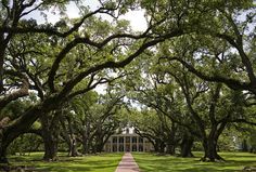 the walkway is lined with large trees and green grass, leading to a building in the distance