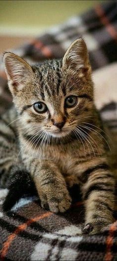 a small kitten sitting on top of a bed next to a plaid blanket and looking at the camera