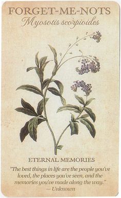 a card with an image of a flower and the words forgett - me - nots