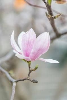 a pink flower is blooming on a tree branch