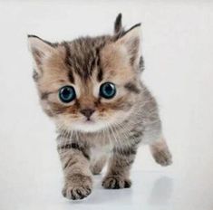 a small kitten with blue eyes walking across a white surface in front of the camera