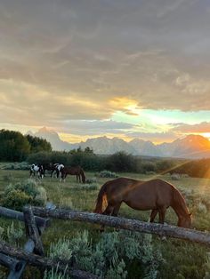 horses graze in an open field with mountains in the background at sunset on a cloudy day