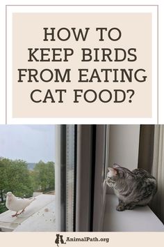 a cat sitting on top of a window sill next to a bird and the words, how to keep birds from eating cat food?