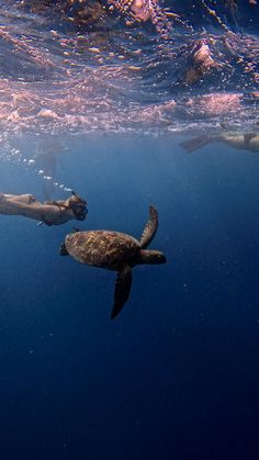 two people swimming in the ocean with a turtle