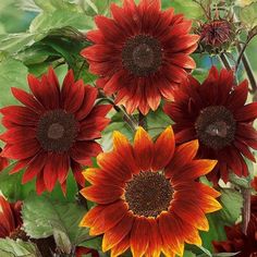 red and yellow sunflowers with green leaves