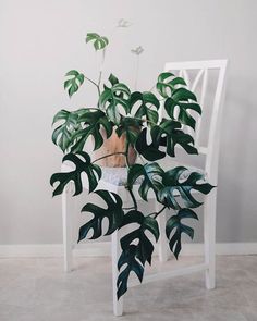 a white chair with a potted plant on it