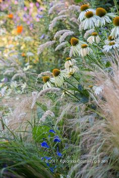 wildflowers and grasses in a garden setting