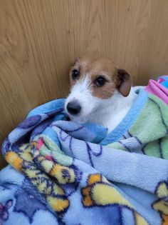 a brown and white dog laying on top of a bed under a blue blanket next to a wooden wall