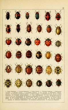 an illustration of different types of bugs