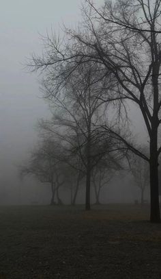 trees in the fog with no leaves on them