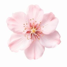 a pink flower on a white background