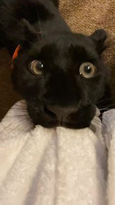 a black cat laying on top of a white towel