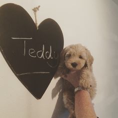 a person holding a small dog in front of a chalk heart