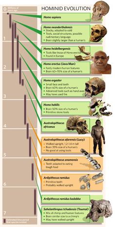 the evolution of humans and other animals in their natural habitat, including an animal's skull