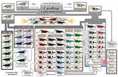 a diagram showing the different types of insect species and their distribution into each other's body